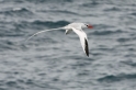 061 Red-billed tropicbird 08